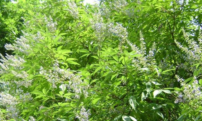 黄荆耐寒多少度？如何在冬季保护黄荆？