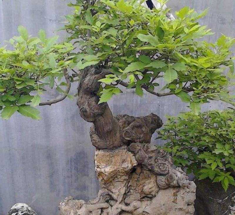 黄荆耐寒多少度？如何在冬季保护黄荆？