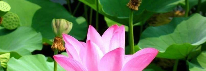 什么花代表专一忠诚？揭秘象征忠诚的花卉有哪些？