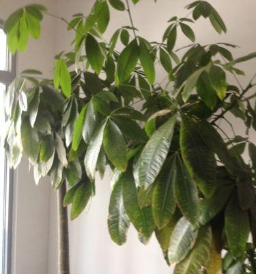 黄荆耐涝吗？种植黄荆时如何应对水淹问题？
