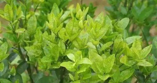 黄荆耐涝吗？种植黄荆时如何应对水淹问题？
