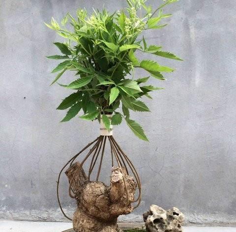 黄荆盆景冬天落叶正常吗？如何防止黄荆盆景冬季落叶？