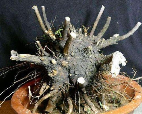 黄荆喜阴还是喜阳？如何正确养护黄荆植物？