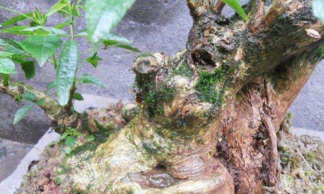 黄荆叶子蔫了怎么办？如何有效恢复植物活力？