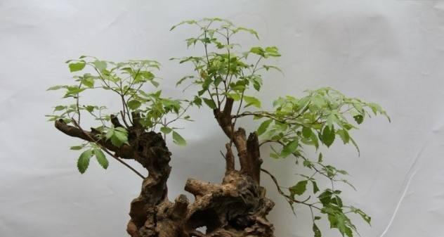 黄荆叶子蔫了怎么办？如何有效恢复植物活力？