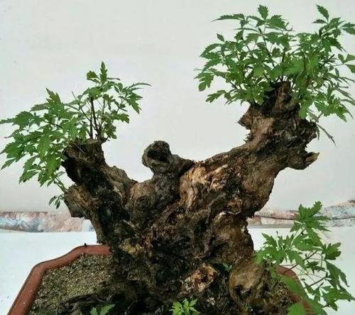 黄荆修剪方法有哪些？如何正确修剪黄荆？