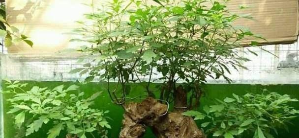 黄荆修剪方法有哪些？如何正确修剪黄荆？