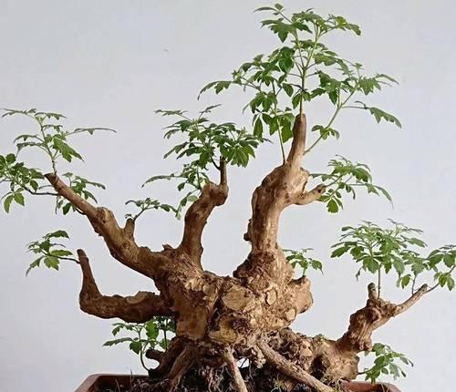 黄荆修剪方法有哪些？如何正确修剪黄荆？