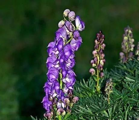什么花代表悲伤？花语中表达哀愁的花卉有哪些？