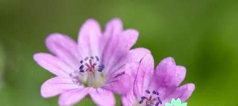 什么花代表悲伤？花语中表达哀愁的花卉有哪些？