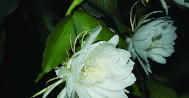 什么花代表悲伤？花语中表达哀愁的花卉有哪些？