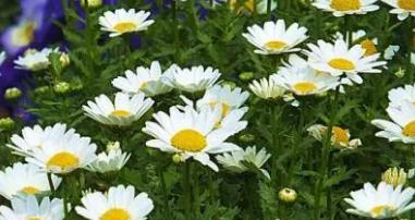 什么花代表背叛的花语？揭秘背叛含义的花卉有哪些？