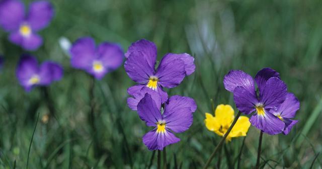 什么花代表背叛的花语？揭秘背叛含义的花卉有哪些？