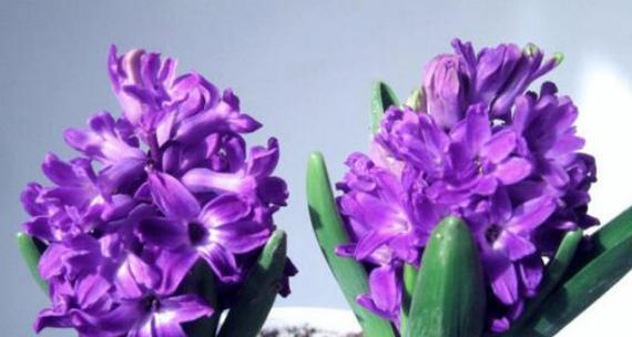 什么花代表背叛的花语？揭秘背叛含义的花卉有哪些？