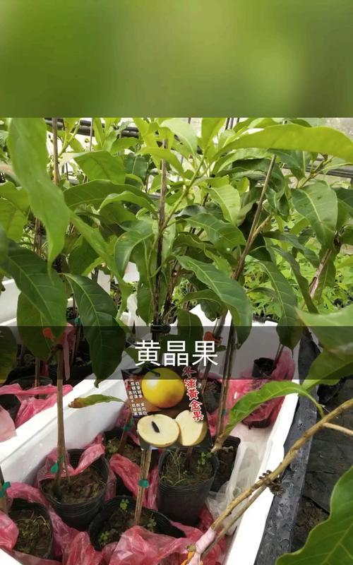 黄晶果好吃吗？尝过之后是什么味道？