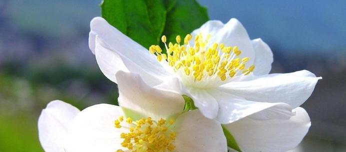 什么花代表被救赎的花语？了解花语背后的故事是什么？