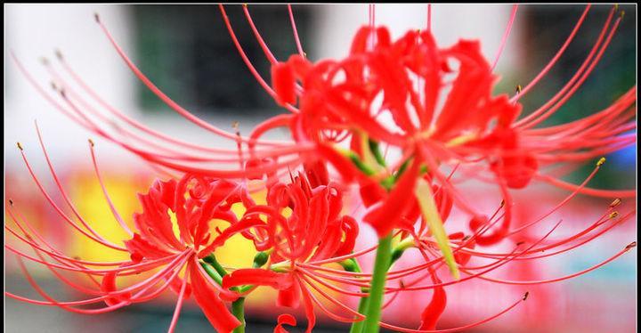 什么花代表被救赎的花语？了解花语背后的故事是什么？