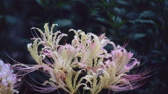 什么花代表被救赎的花语？了解花语背后的故事是什么？