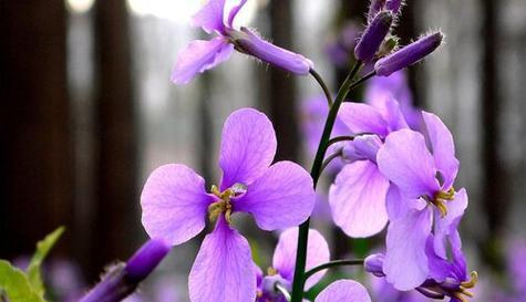 什么花代表等待？花语中等待你的花有哪些？