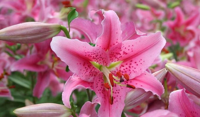 什么花代表等你娶我？花语中表达求婚的花卉有哪些？