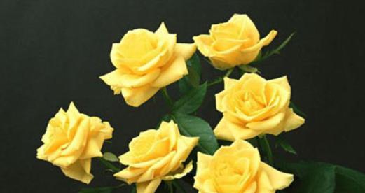 什么花代表分别的花语？了解花语背后的故事是什么？