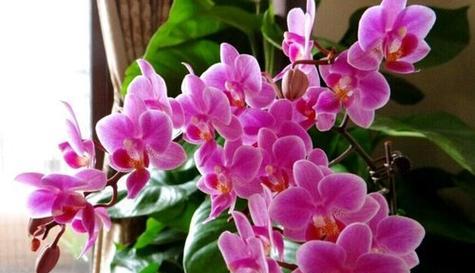 什么花代表分别的花语？了解花语背后的故事是什么？