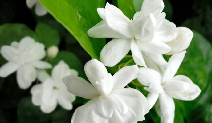 什么花的花语代表高冷？揭秘高冷花语背后的故事？