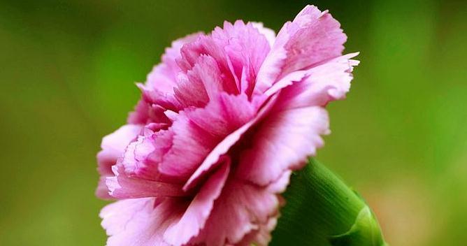黄康乃馨代表什么含义？花语有哪些独特之处？