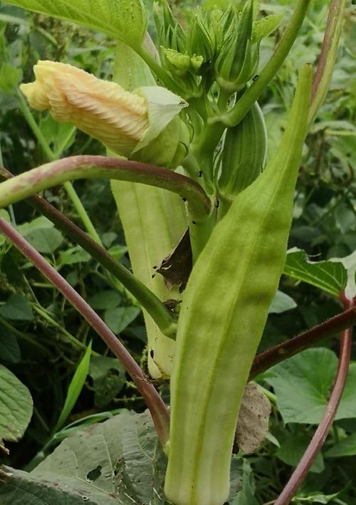 黄葵和秋葵是同一种植物吗？它们的区别是什么？