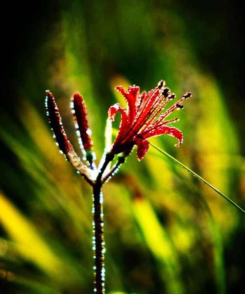 什么花的花语代表孤独？揭秘孤独之花的含义是什么？