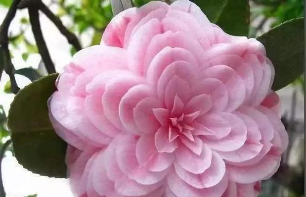 什么花的花语代表孤独？揭秘孤独之花的含义是什么？