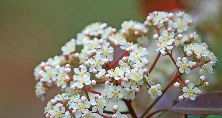 什么花的花语代表孤独和迷茫？