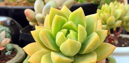 黄丽养殖需要注意什么？如何正确养殖黄丽？