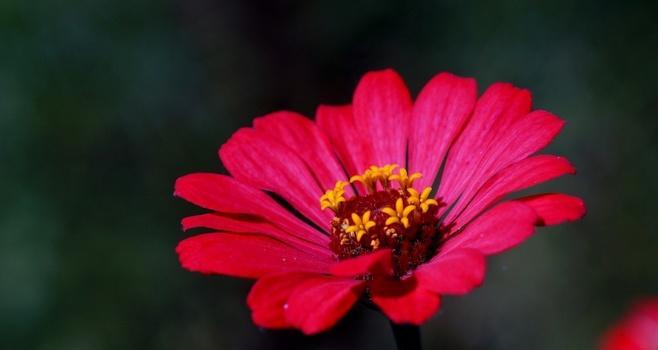 什么花的花语代表孤独和迷茫？
