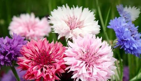 什么花的花语代表鼓励？哪种花卉象征着激励与支持？