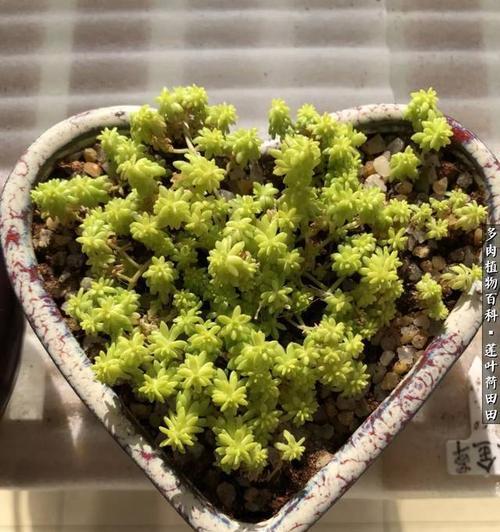 黄丽徒长怎么办？如何有效控制植物徒长？