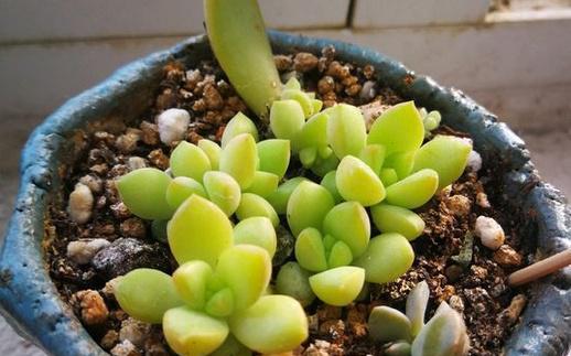 黄丽徒长怎么办？如何有效控制植物徒长？