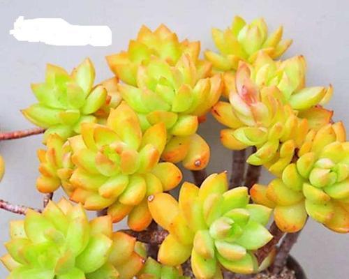 黄丽徒长怎么办？如何有效控制植物徒长？