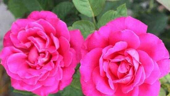 什么花代表友谊？花语中友谊的花朵有哪些？
