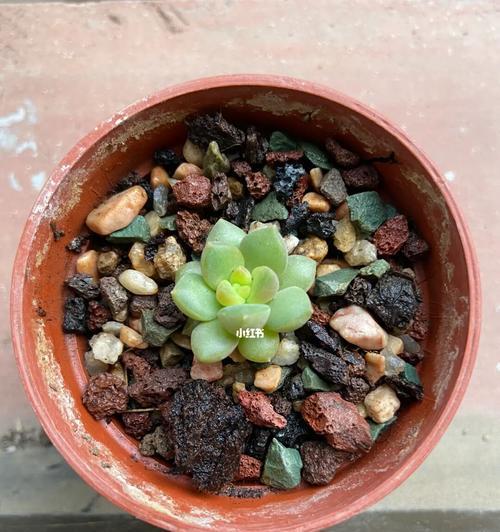 黄丽叶插多久才能发芽？发芽时间及注意事项是什么？
