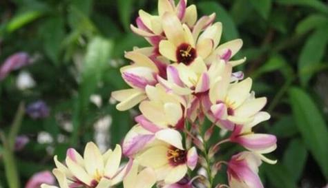 什么花代表光明的花语？光明花语的含义是什么？