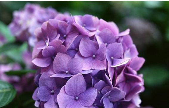 什么花代表好久不见？花语中表达重逢的花卉有哪些？