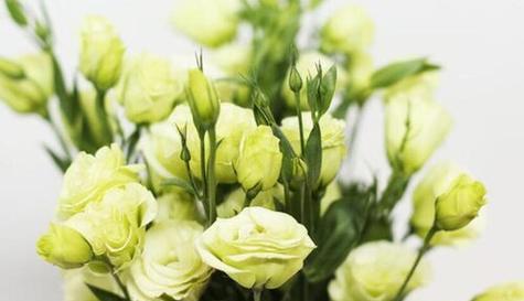 什么花代表好久不见？花语中表达重逢的花卉有哪些？
