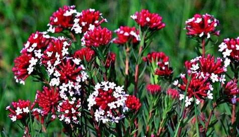 什么花代表好久不见？花语中表达重逢的花卉有哪些？
