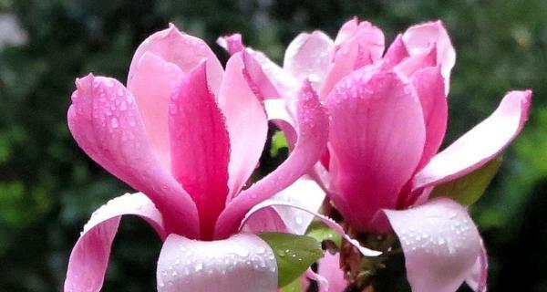 什么花代表欢迎？揭秘欢迎花语背后的含义？