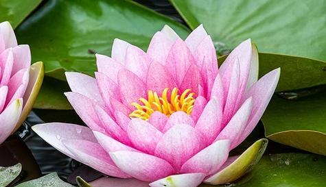 什么花代表幻想？揭秘花语背后的神秘含义？