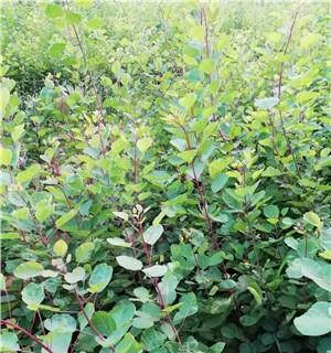 黄栌的最佳种植时间是什么时候？如何确保高成活率？