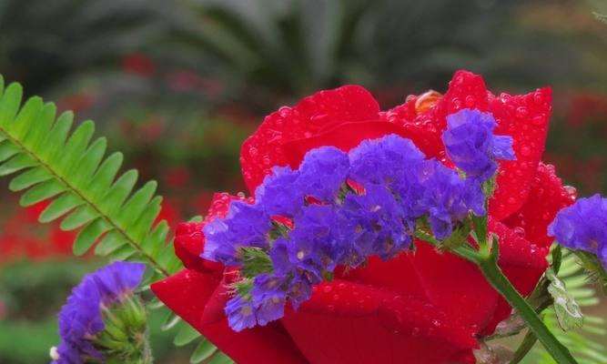 什么花的花语代表谎言？揭秘花语背后的含义是什么？