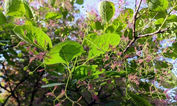 黄栌树又叫什么名字？这种植物还有哪些别称？