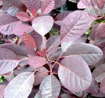 黄栌树又叫什么名字？这种植物还有哪些别称？